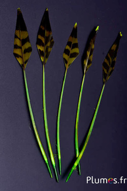 Tétras des bois flèche - 19-21 cm - lime-café